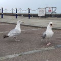 English channel couple seagulls