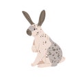 English checkered breed of giant rabbit with spots on fur. Spotty bunny sitting. Cute domestic animal. Coney pet with Royalty Free Stock Photo