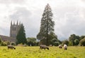 English christian summer field scene of sheep grazing church in Royalty Free Stock Photo