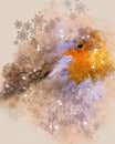 Christmas Robin, Digital Watercolour & Photograph