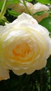 English Climbing Rose flower close up after rain.