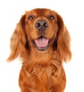 English Cocker Spaniel