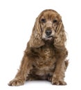 English Cocker Spaniel, 12 years old, sitting Royalty Free Stock Photo