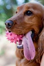 English Cocker Spaniel Royalty Free Stock Photo