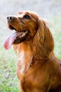 English Cocker Spaniel Royalty Free Stock Photo