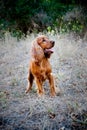 English Cocker Spaniel Royalty Free Stock Photo