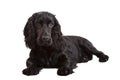 English Cocker Spaniel