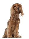 English Cocker Spaniel, 2 years old, sitting Royalty Free Stock Photo