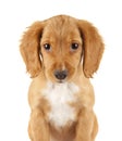 English Cocker Spaniel Royalty Free Stock Photo