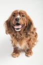 English Cocker Spaniel