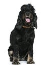 English Cocker spaniel, 4 years old, sitting Royalty Free Stock Photo