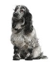 English Cocker spaniel, 4 years old, sitting Royalty Free Stock Photo