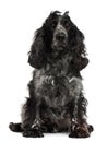 English Cocker Spaniel, 4 years old, sitting Royalty Free Stock Photo