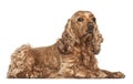 English cocker spaniel, 6 years old, lying Royalty Free Stock Photo