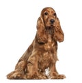 English cocker spaniel, 9 months old, sitting Royalty Free Stock Photo