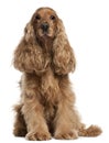 English Cocker Spaniel, 9 years old, sitting Royalty Free Stock Photo