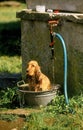 ENGLISH COCKER SPANIEL, ADULT HAVING BATH Royalty Free Stock Photo