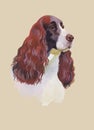 English cocker spaniel Animal dog watercolor illustration on white background vector