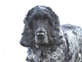 English Cocker Spaniel blue roan