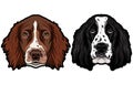 English cocker spaniel breed dog heads colored illustration