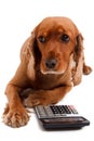 English Cocker Spaniel Dog and Calculator Royalty Free Stock Photo