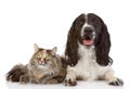 English Cocker Spaniel dog and cat lie together.