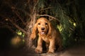 english cocker spaniel dog cute puppy lovely portrait magic light Royalty Free Stock Photo