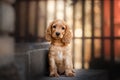 english cocker spaniel dog cute puppy lovely portrait magic light Royalty Free Stock Photo