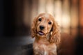 english cocker spaniel dog cute puppy lovely portrait magic light Royalty Free Stock Photo