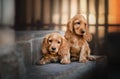 english cocker spaniel dog cute puppy lovely portrait magic light Royalty Free Stock Photo