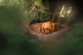 english cocker spaniel dog cute puppy lovely portrait magic light Royalty Free Stock Photo