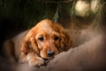 english cocker spaniel dog cute puppy lovely portrait magic light Royalty Free Stock Photo