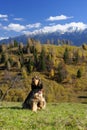 English cocker spaniel Royalty Free Stock Photo