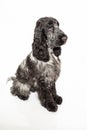 English cocker spaniel dog Royalty Free Stock Photo