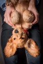 English cocker spaniel dog lying on hands Royalty Free Stock Photo