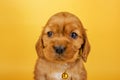 english cocker spaniel dog photo session of bright on a yellow background pet portraits Royalty Free Stock Photo