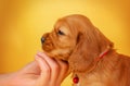 english cocker spaniel dog photo session of bright on a yellow background Royalty Free Stock Photo