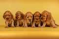 english cocker spaniel dog photo session of bright on a yellow background Royalty Free Stock Photo