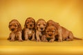 english cocker spaniel dog photo session of bright on a yellow background pet portraits Royalty Free Stock Photo