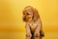 english cocker spaniel dog photo session of bright on a yellow background pet portraits Royalty Free Stock Photo