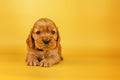 english cocker spaniel dog photo session of bright on a yellow background pet portraits Royalty Free Stock Photo