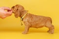 english cocker spaniel dog photo session of bright on a yellow background pet portraits Royalty Free Stock Photo