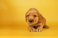 english cocker spaniel dog photo session of bright on a yellow background pet portraits Royalty Free Stock Photo