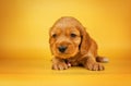 english cocker spaniel dog photo session of bright on a yellow background pet portraits Royalty Free Stock Photo