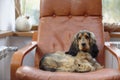 English cocker spaniel dog Royalty Free Stock Photo