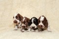 English Cocker Spaniel dog puppies Royalty Free Stock Photo