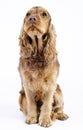 English cocker spaniel dog sitting, 1 year old Royalty Free Stock Photo
