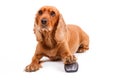 English Cocker Spaniel Dog Using Computer Mouse Royalty Free Stock Photo