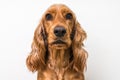 English cocker spaniel dog on white