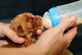 English Cocker Spaniel, golden newborn puppy fed from a baby bottle. Little golden cocker Spaniel he in the hands of the breeder